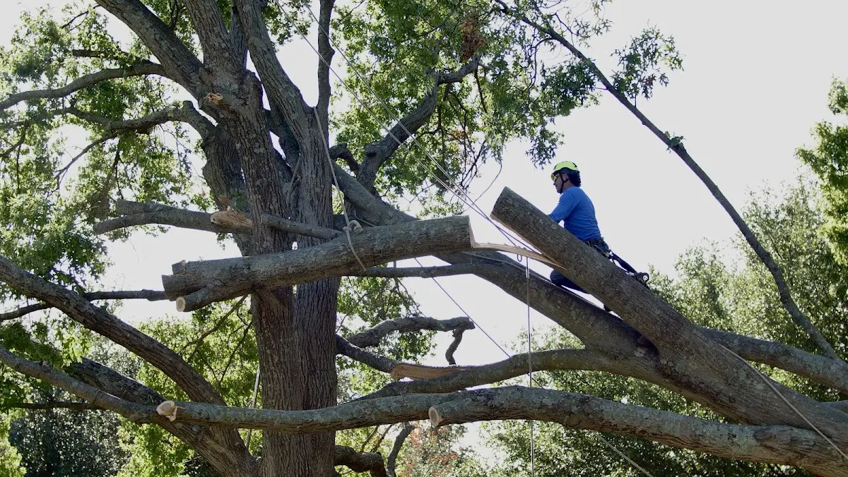 Professional Hazardous Tree Removal performed by certified arborists in Pineville