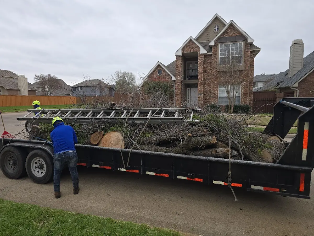 Expert Tree Removal with proper safety equipment in Pineville
